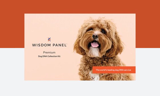 best dog dna test wisdom panel